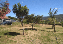Venda